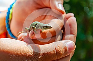 Closeup shot of Dalmatian wall lizard Podarcis melisellensis in the family of Lacertidae sitting on the fingers of human hands in