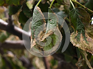 Closeup shot of a damaged curl up leaf foliage