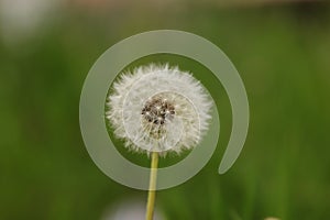 Closeup shot of dandelion and a blurred green grass on the background