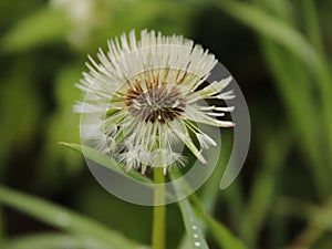 Closeup shot of dandelion and a blurred green grass on the background