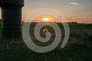 Closeup shot of a dandelion in a field during the sunset