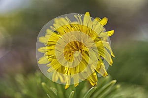 Closeup shot of a dandelion oudoor