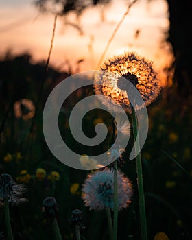 Closeup shot of a Dandelion's round ball of many silver-tufted fruits, during the sunset