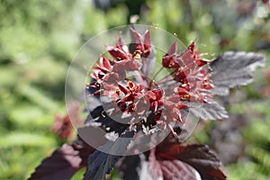 Closeup shot of daphnes