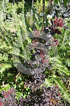 Closeup shot of daphnes