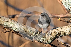 Closeup shot of a dark-eyed junco bird perched on a tree branch