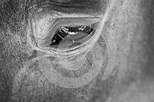 Closeup shot of the dark-filtered animal eye with untamed gaze