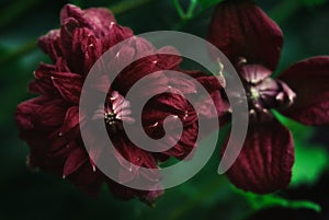 Closeup shot of dark red Clematis Purpurea Plena Elegans flowers