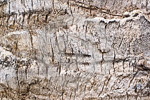 Closeup shot of a date palm tree trunk