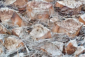 Closeup shot of a date palm tree trunk surface