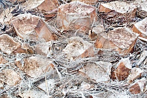 Closeup shot of a date palm tree trunk surface