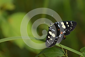 Closeup shot of a day flying moth resting in thier natural habitat