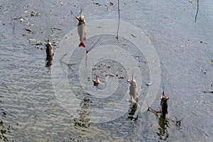 Closeup shot of dead salmon fishes on net in lake, Alaska