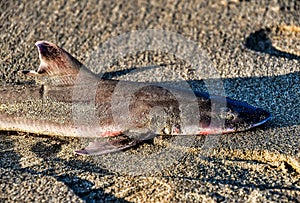 Closeup shot of a dead shark on the sand