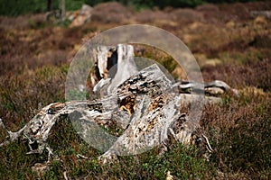 Closeup shot of deadwood on a blurred background