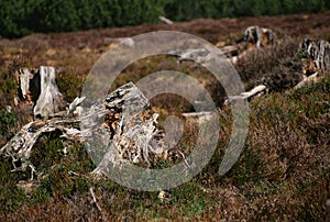 Closeup shot of deadwood on a blurred background