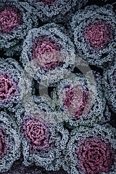 Closeup shot of decorative cabbage