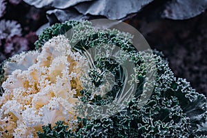 Closeup shot of decorative cabbage
