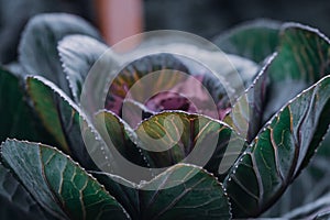 Closeup shot of decorative cabbage
