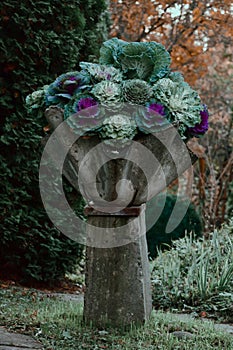 Closeup shot of decorative cabbage