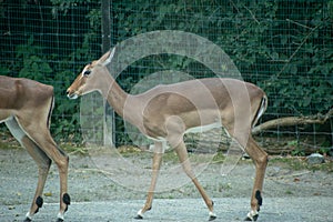 Closeup shot of deers on the welded wire fence on the background