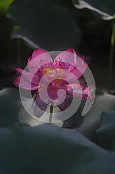 Closeup shot of a delicate pink lotus flower with green leaves in the background.