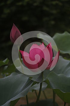 Closeup shot of a delicate pink lotus flower with green leaves in the background.