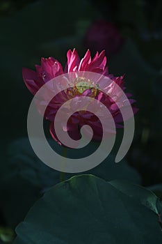 Closeup shot of a delicate pink lotus flower with green leaves in the background.