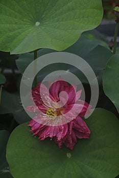 Closeup shot of a delicate pink lotus flower with green leaves in the background.