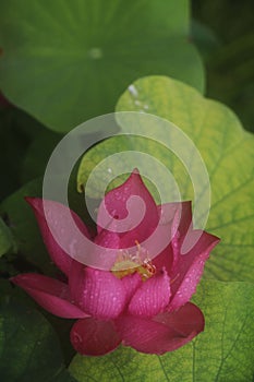 Closeup shot of a delicate pink lotus flower with green leaves in the background.