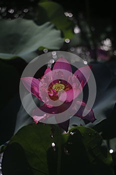 Closeup shot of a delicate pink lotus flower with green leaves in the background.