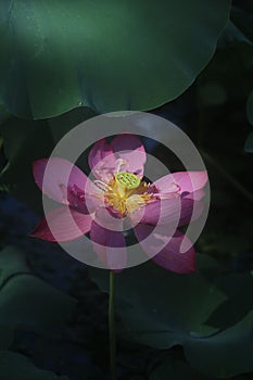 Closeup shot of a delicate pink lotus flower with green leaves in the background.