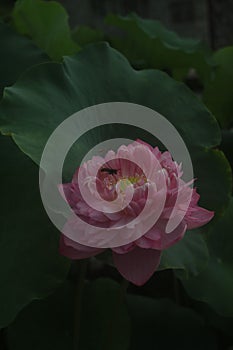 Closeup shot of a delicate pink lotus flower with green leaves in the background.