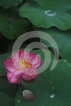 Closeup shot of a delicate pink lotus flower with green leaves in the background.