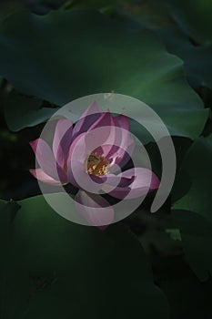 Closeup shot of a delicate pink lotus flower with green leaves in the background.