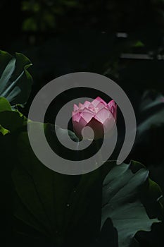 Closeup shot of a delicate pink lotus flower with green leaves in the background.