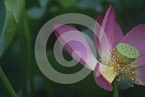 Closeup shot of a delicate pink lotus flower with green leaves in the background.