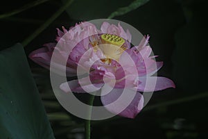 Closeup shot of a delicate pink lotus flower with green leaves in the background.