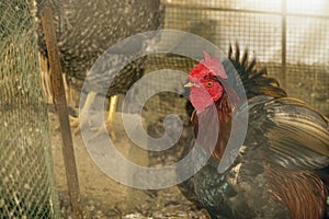 Closeup shot of a Denizli hen rooster in the hencoop with blurred background