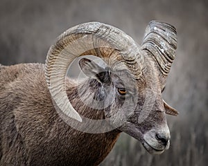 Closeup shot of a Desert bighorn sheep in a forest