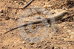 Closeup shot of a desert grassland whiptail lizard with a long tail on the ground