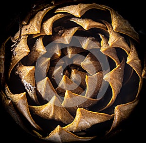 Closeup shot of details on the inside of a brown pinecone