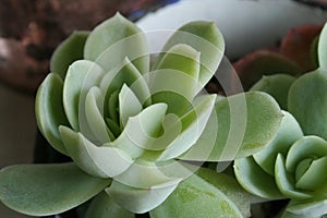 Closeup shot of details on a light green succculent plant
