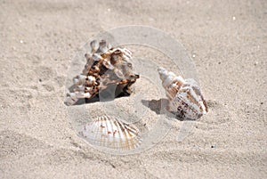 Closeup shot of different seashells on the sand