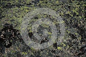 Closeup shot of a dirty mossy surface in Serra do Caramulo, Portugal photo