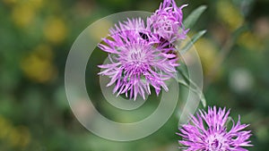 Closeup shot of distaff thistles on blurred background