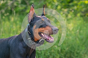 Closeup shot of Doberman guarding on a green grass