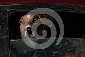 Closeup shot of a dog looking out of a dirty car window