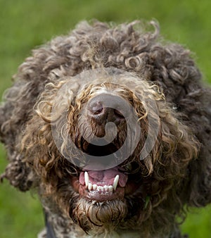 Closeup shot of a dog`s nose.