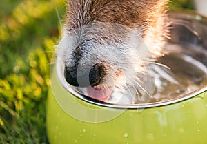 Closeup shot of dog snout drinking water from metal green bowl